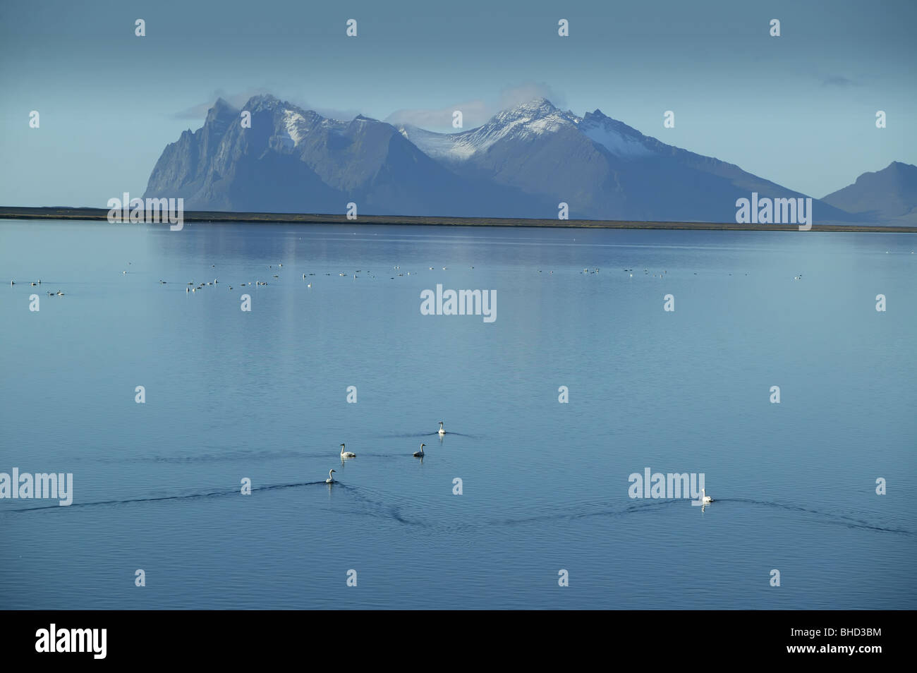 Swans in Lonsfjordur, Mt. Vestrahorn - Brunnhorn, Eastern Iceland Stock Photo
