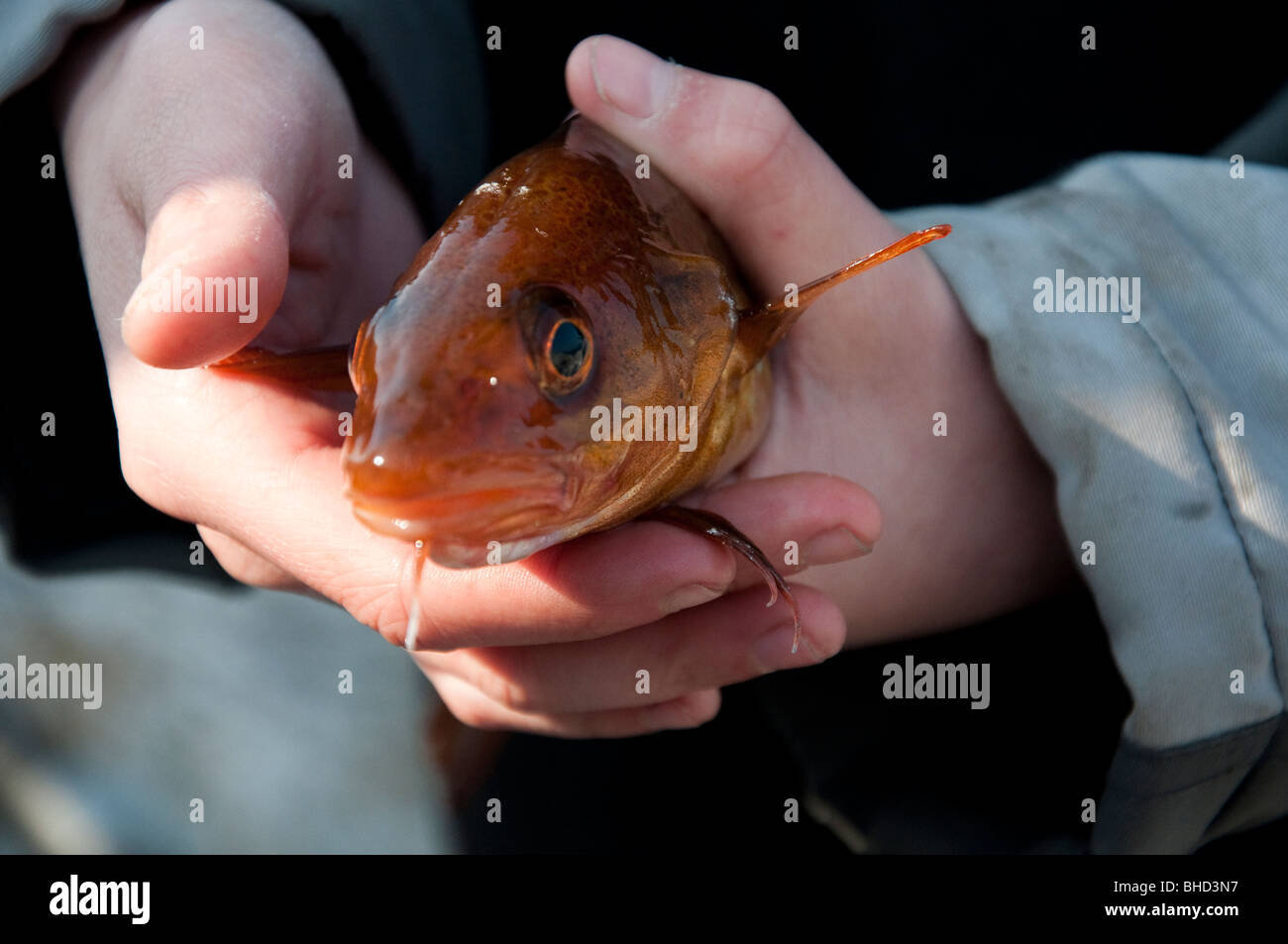 Caught fish hi-res stock photography and images - Alamy