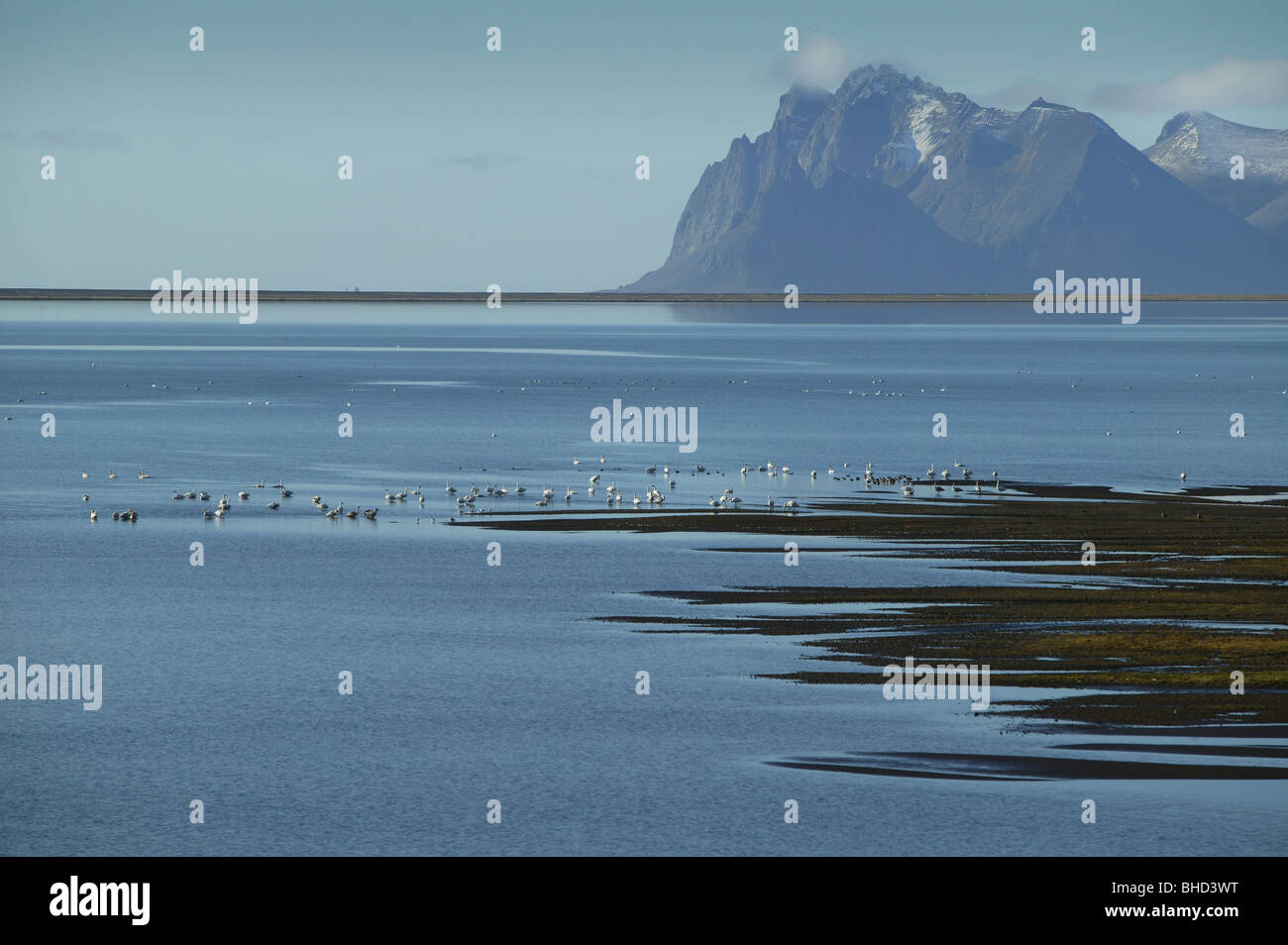 Swans in Lonsfjordur, Mt. Vestrahorn - Brunnhorn, Eastern Iceland Stock Photo