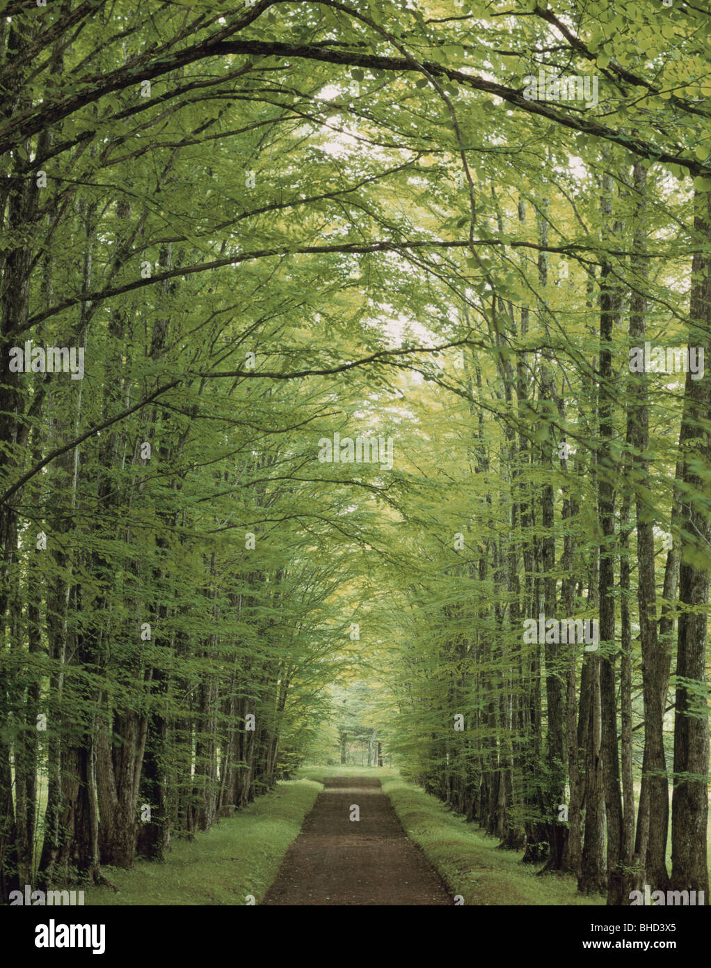 Dirt road tree canopy hi-res stock photography and images - Alamy