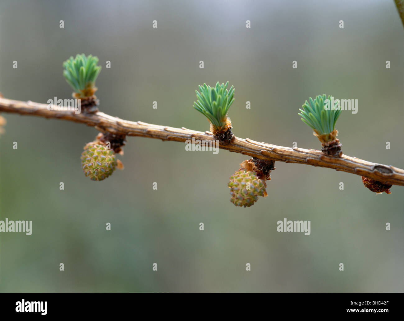 Budding Flowers High Resolution Stock Photography and Images Alamy