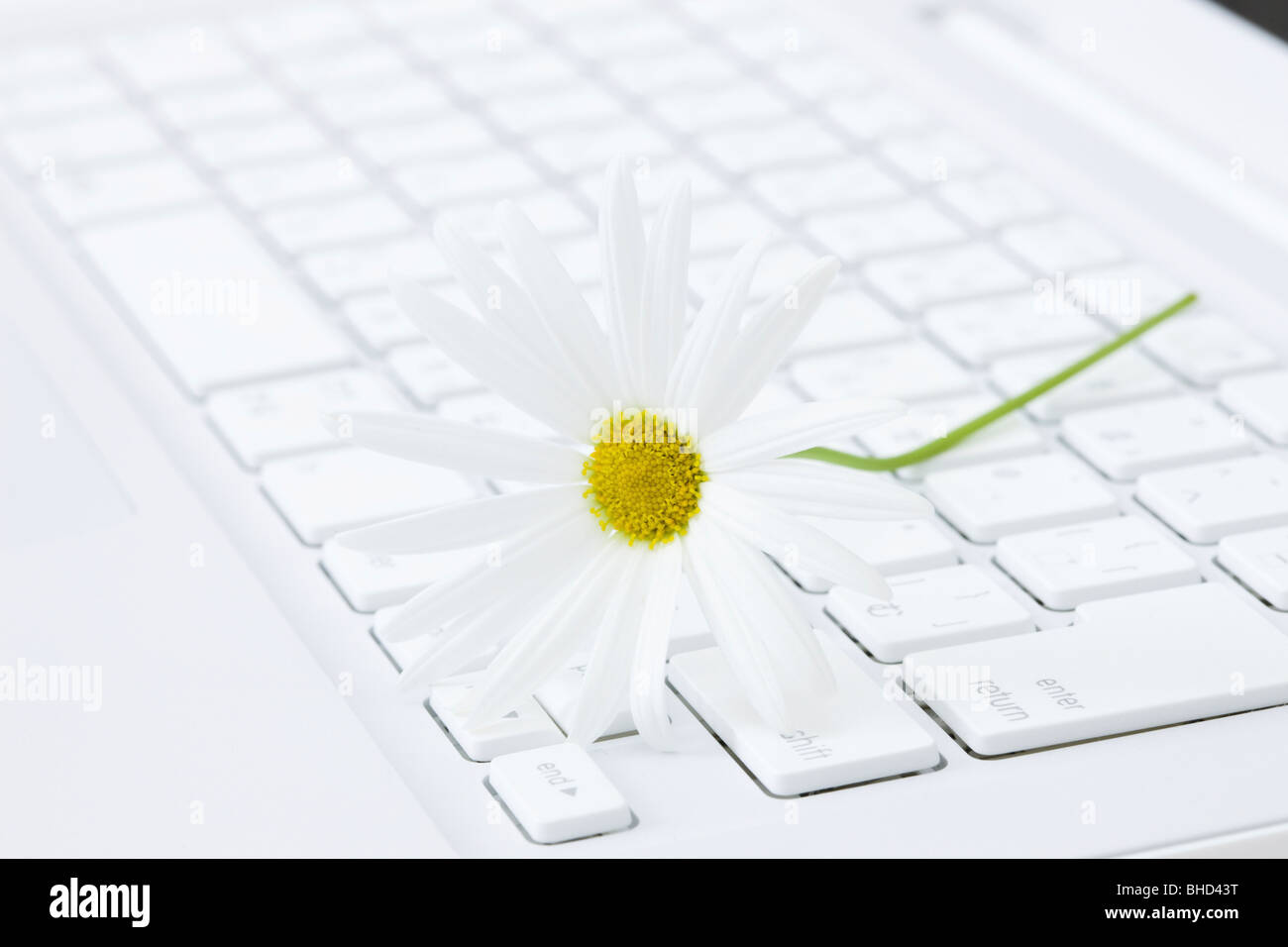 Marguerite on computer keyboard Stock Photo Alamy