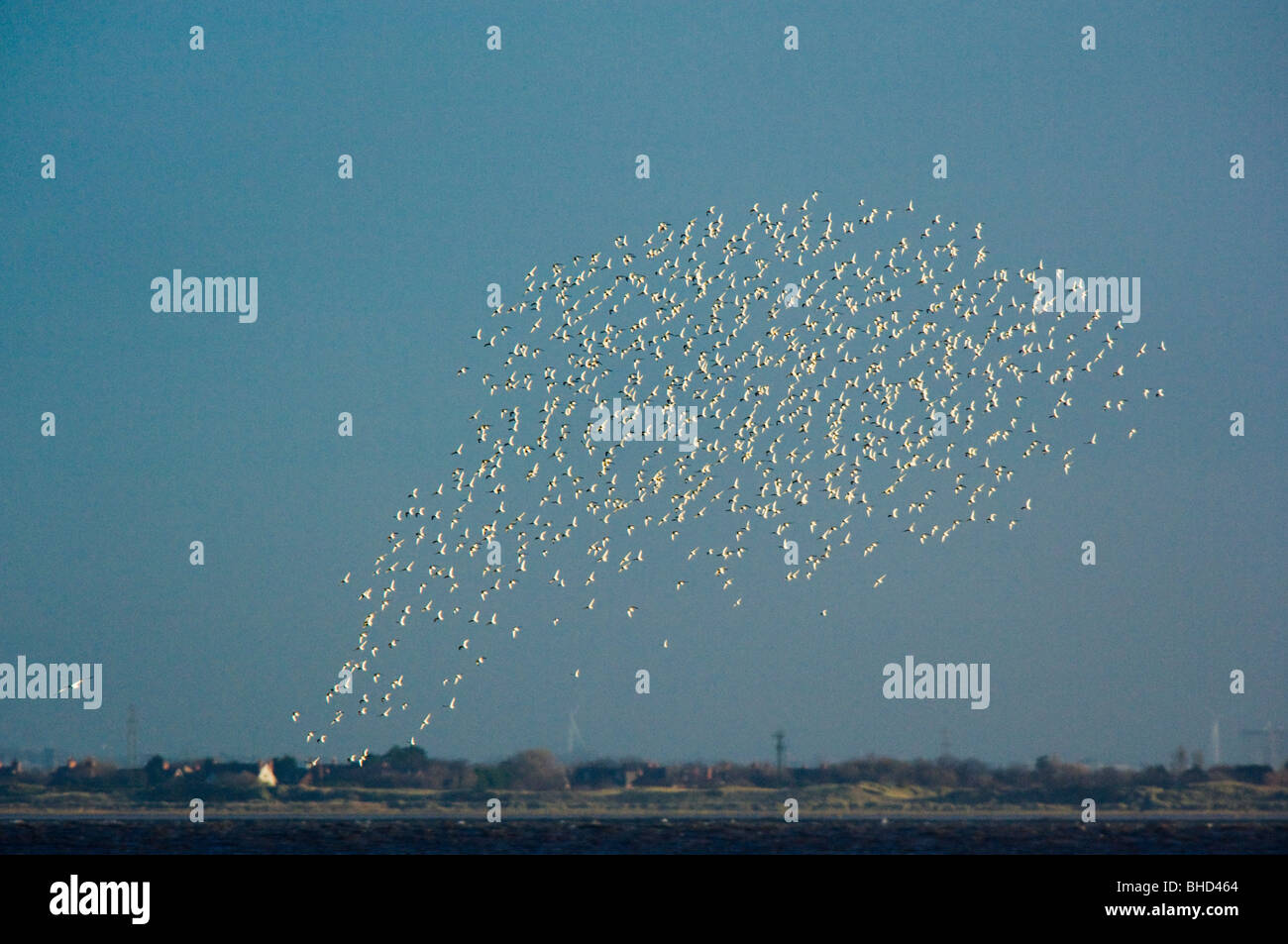 Flock of waders, mainly Knot (Calidris canutus), flying over the Dee estuary, Wales. Stock Photo