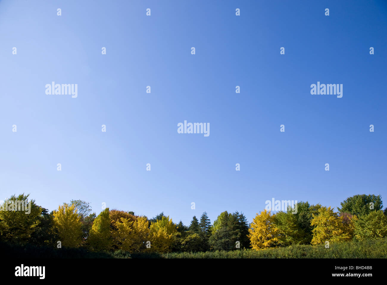 Autumn forest under clear blue sky Stock Photo - Alamy