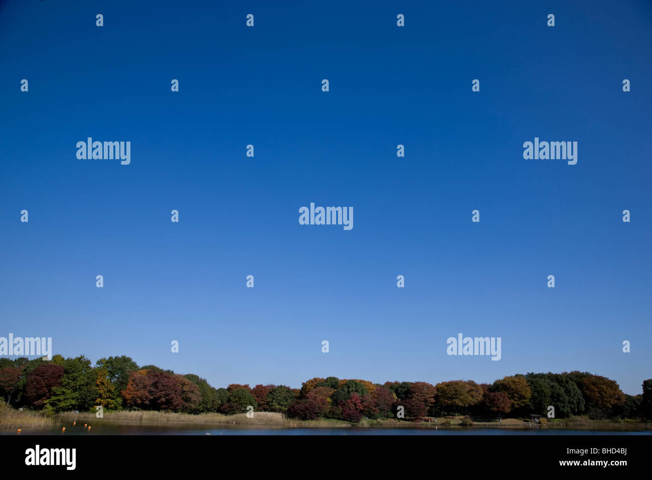 Autumn forest and lake under clear blue sky Stock Photo