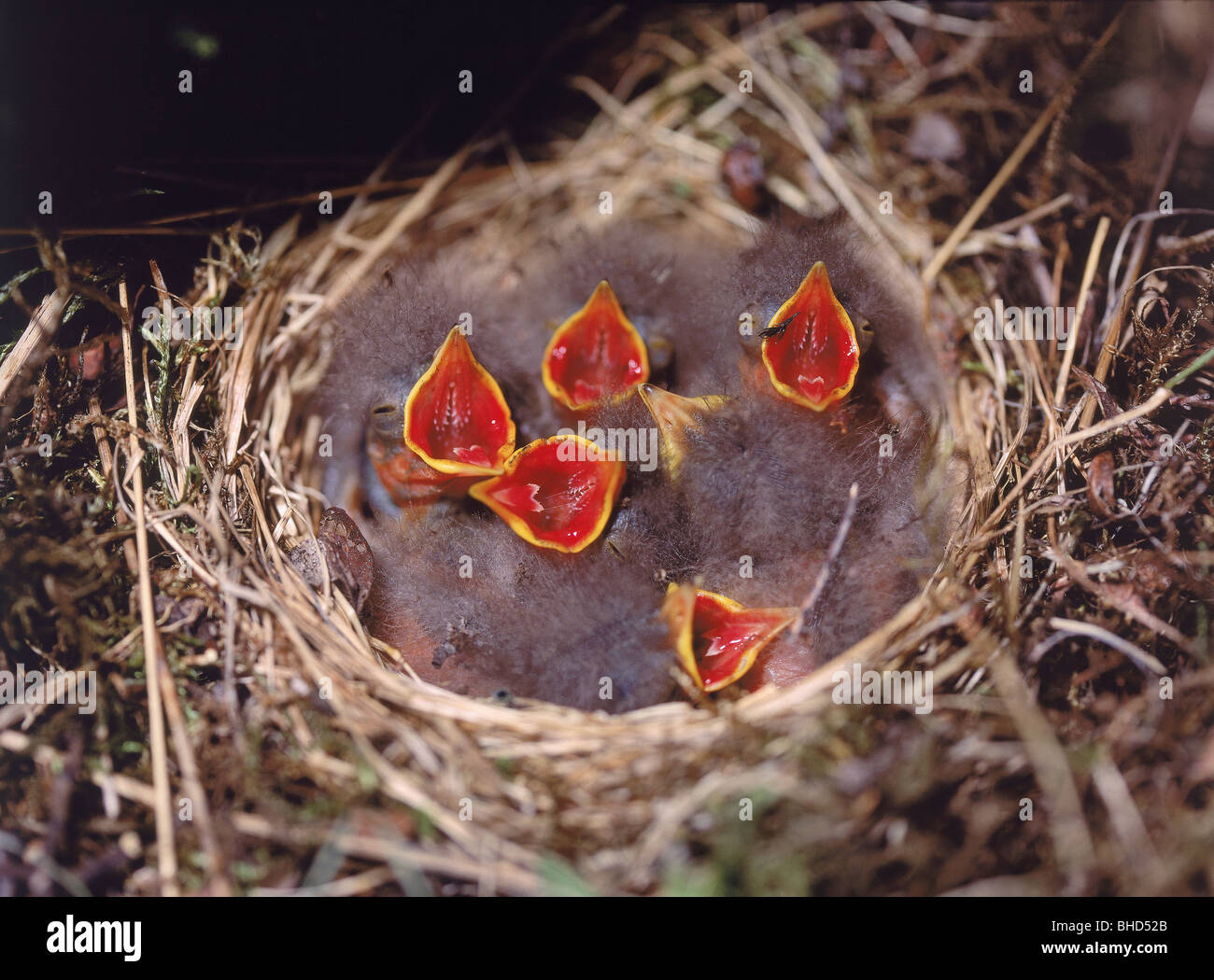 Hungry chicks in nest, Iceland Stock Photo
