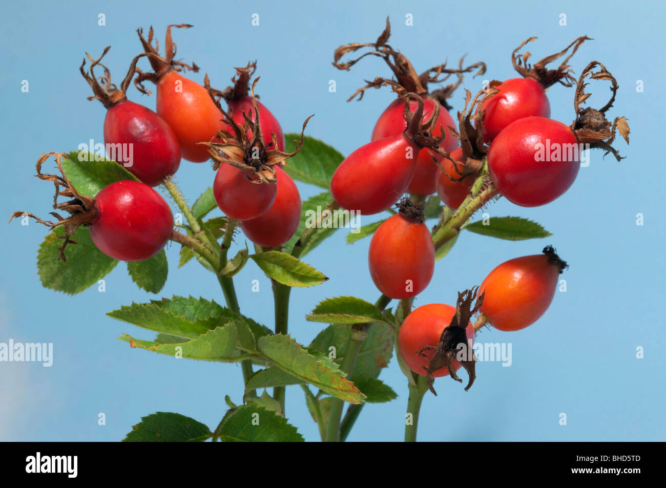 Dog Rose, Common Briar (Rosa canina), twigs with leaves and rose hip. Stock Photo