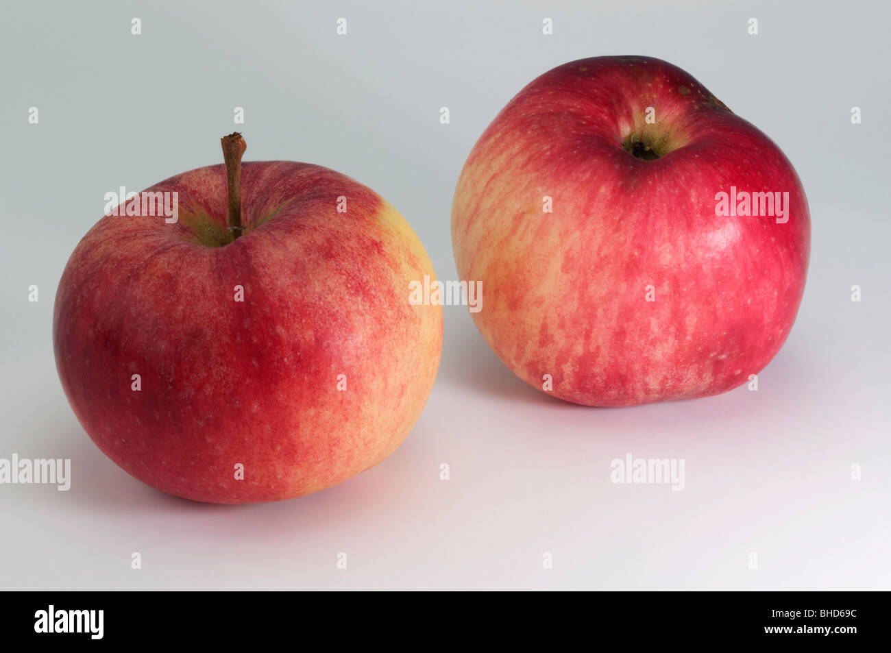 Domestic Apple (Malus domestica), variety: Jakob Fischer , two apples, studio picture. Stock Photo