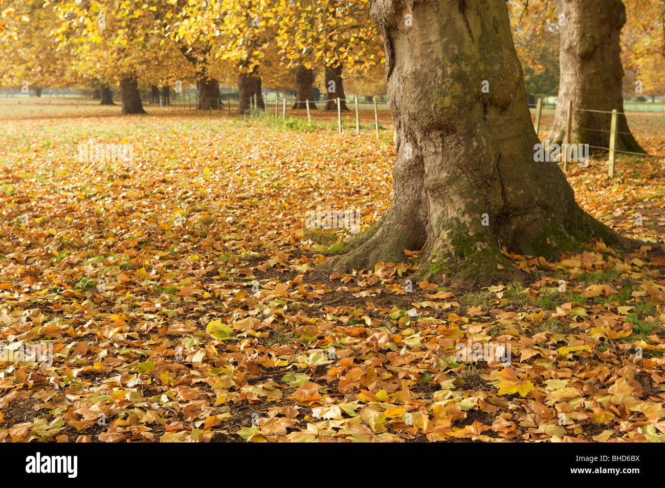 tree, avenue, fall, autumn, warm, yellow, orange, leafs, bark, dream Stock Photo