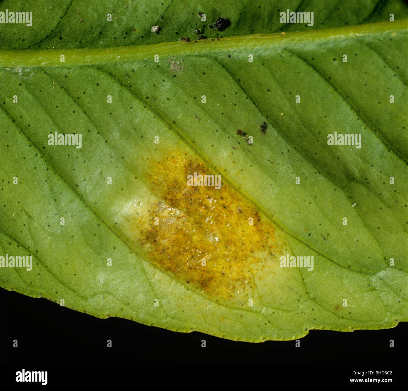 Citrus rust mite (Phyllocoptruta oleivora) rust like patches of damage on a lemon leaf Stock Photo