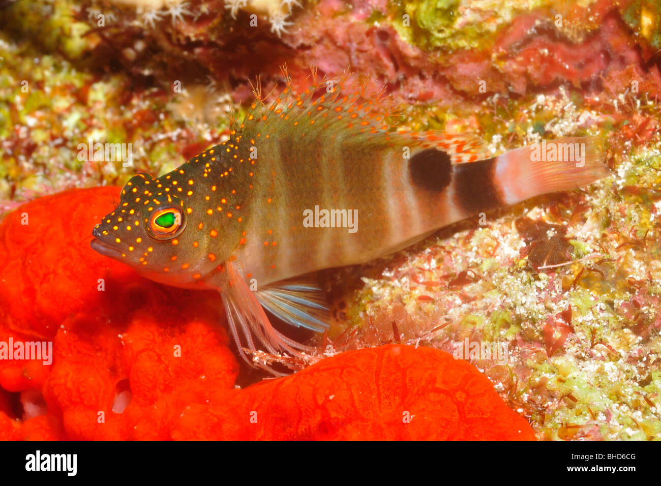Redspotted hawkfish, Amblycirrhitus Pinos Stock Photo