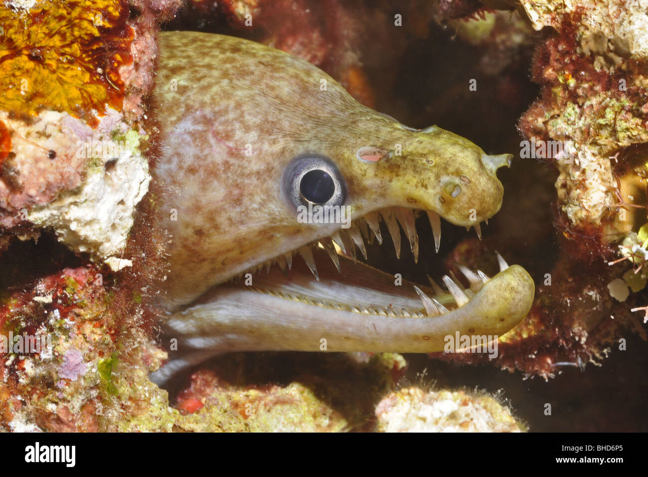 Moray Eel Teeth Hi res Stock Photography And Images Alamy