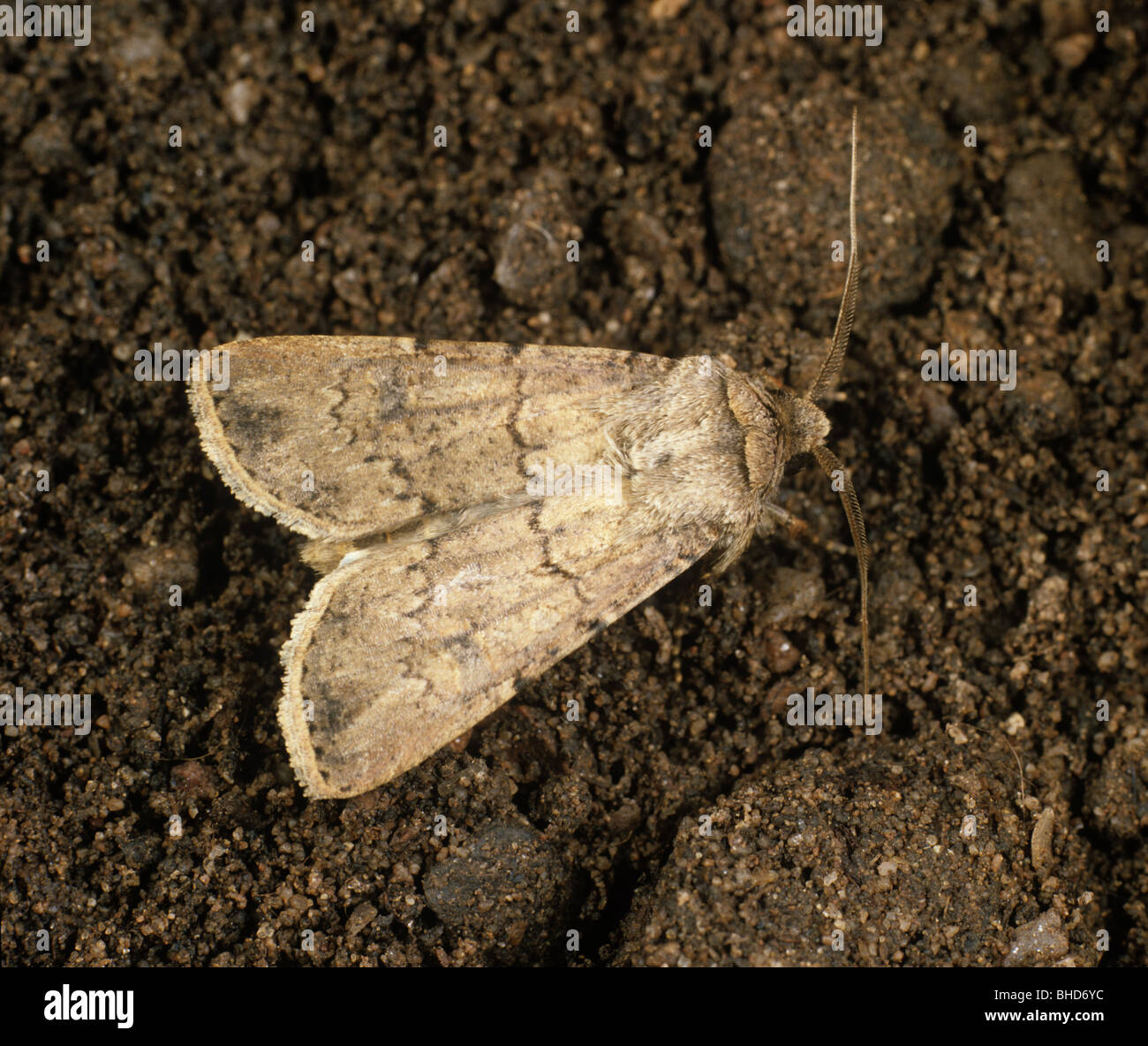 Turnip cutworm (Agrotis segetum) moth on the soil surface Stock Photo