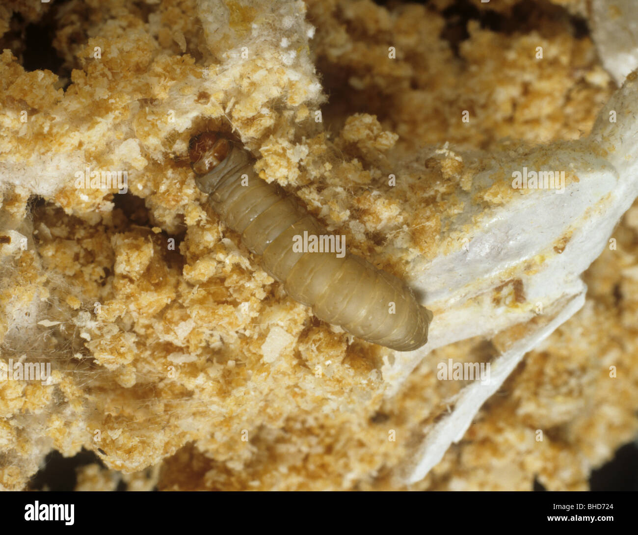 Wax moth (Galleria mellonella) caterpillar with cocoons on wax debris in a beehive Stock Photo