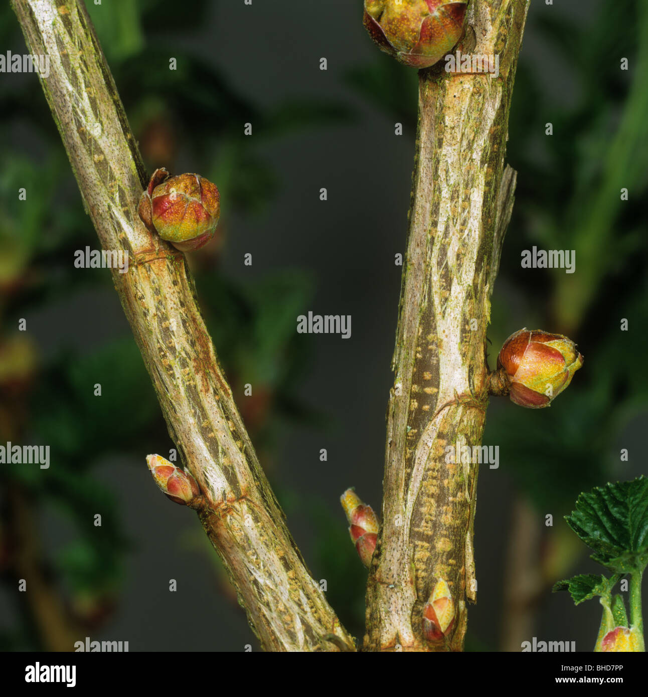 Blackcurrant gall mite (Cecidophyopsis ribis) big bud damage to young blackcurrant leaves Stock Photo