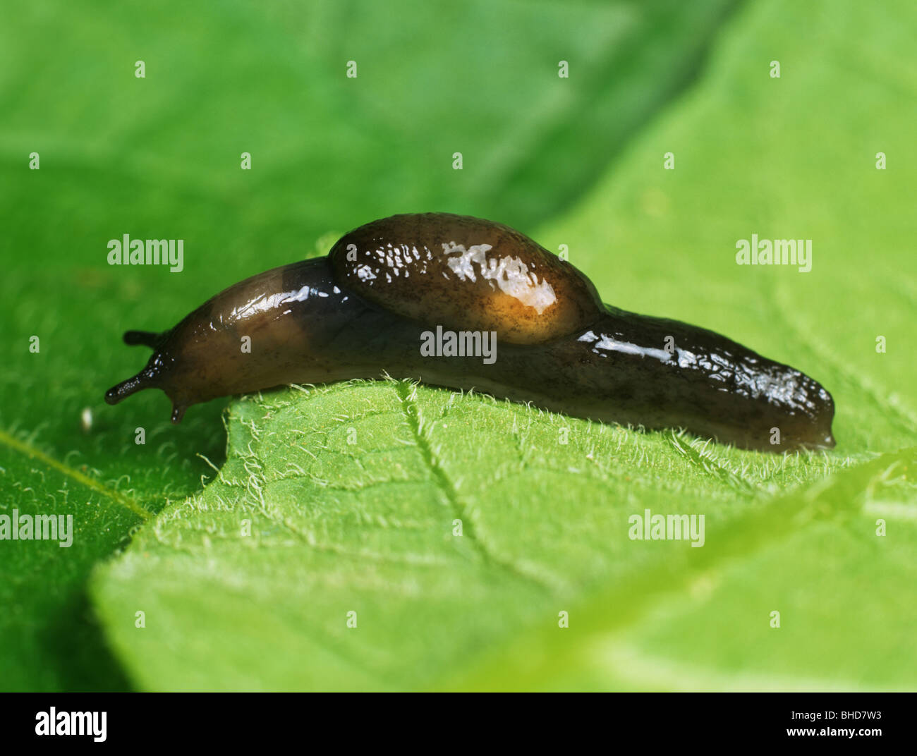 Slug with swollen mantle parasitised by Phasmarhabditis nematodes Stock Photo