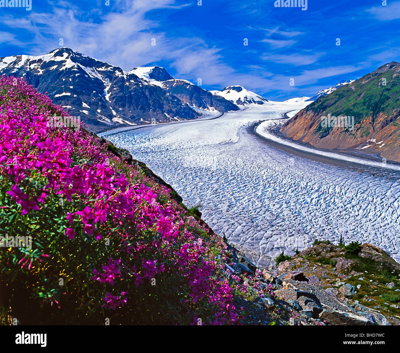Salmon Glacier fringed by fireweed near the town of Stewart, British Columbia, Canada, North America. Stock Photo