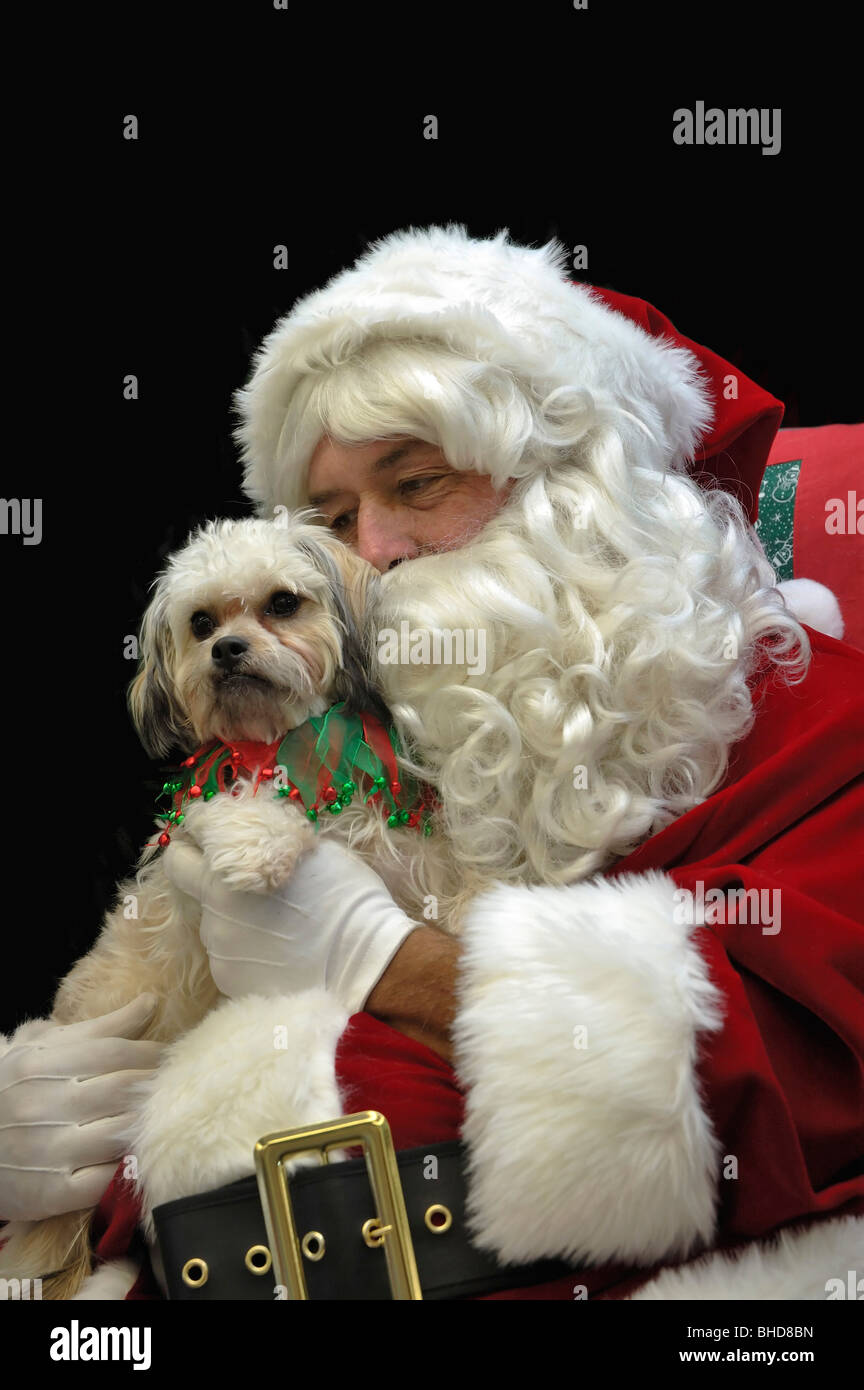 Portrait of Santa Claus with a miniature Poodle dog Stock Photo - Alamy