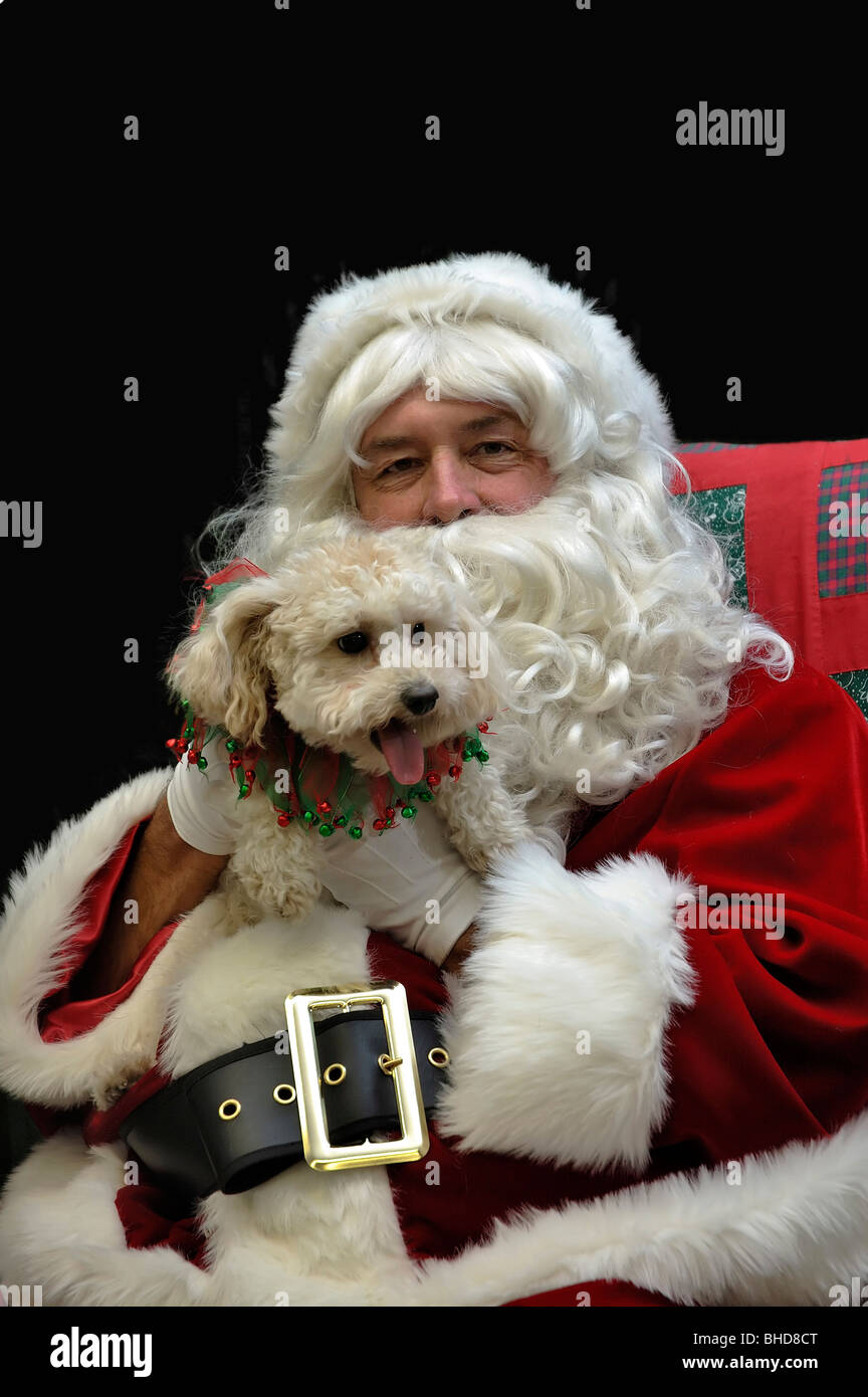 Portrait of Santa Claus with a miniature Poodle dog Stock Photo - Alamy