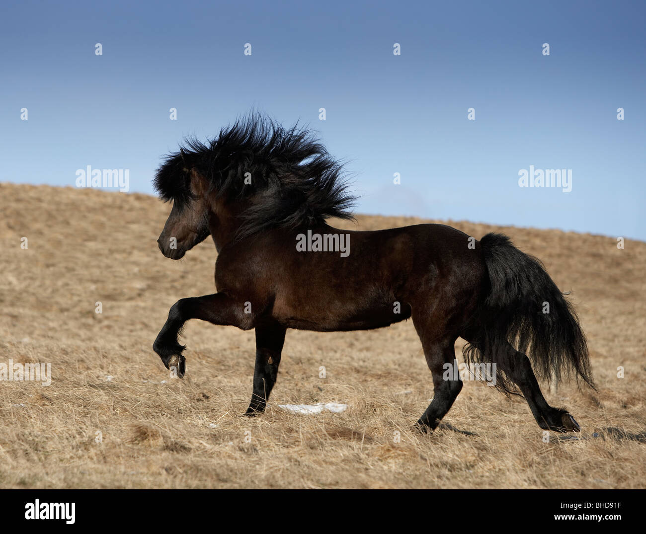 Black Stallion running, Iceland Stock Photo