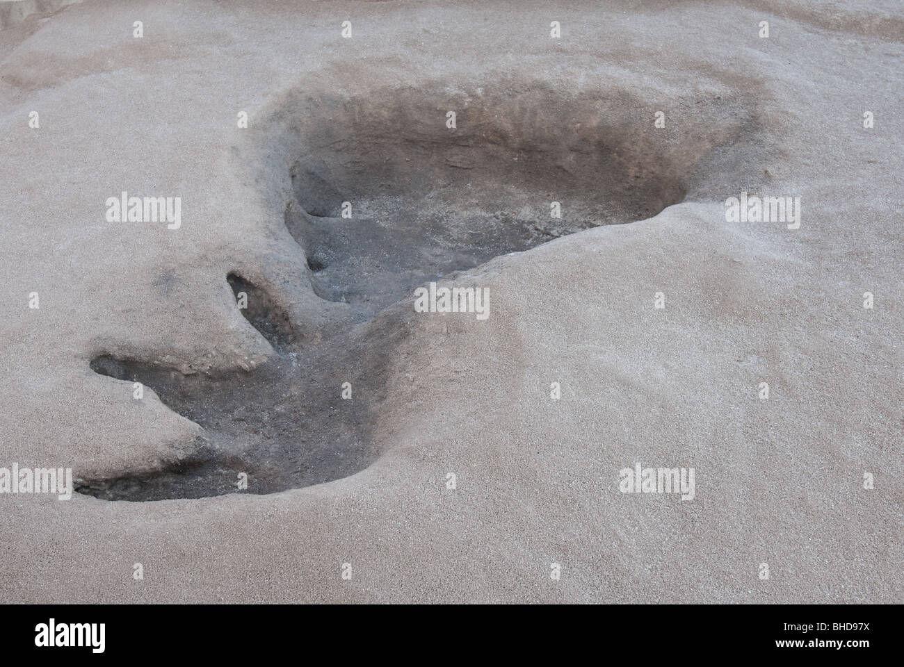 Dinosaur footprints at North Carolina Museum of Natural Sciences, Raleigh, North Carolina Stock Photo