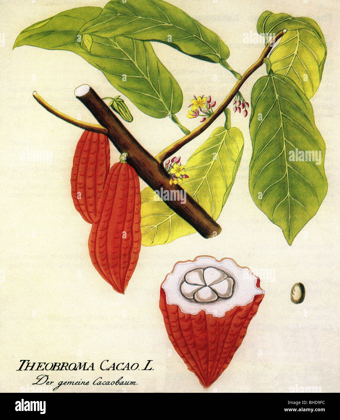 botany, cocoa plant (Theobroma Cacao L.), twig, leaves and fruit Stock