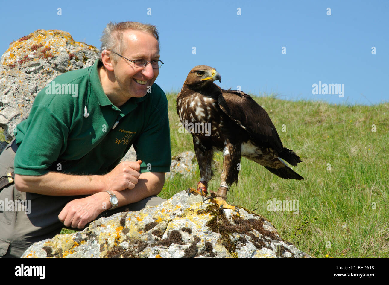 Falkner mit jungem Steinadler (Aquila chrysaetos) Falconer with young Golden Eagle • Baden-Wuerttemberg; Deutschland; Germany Stock Photo