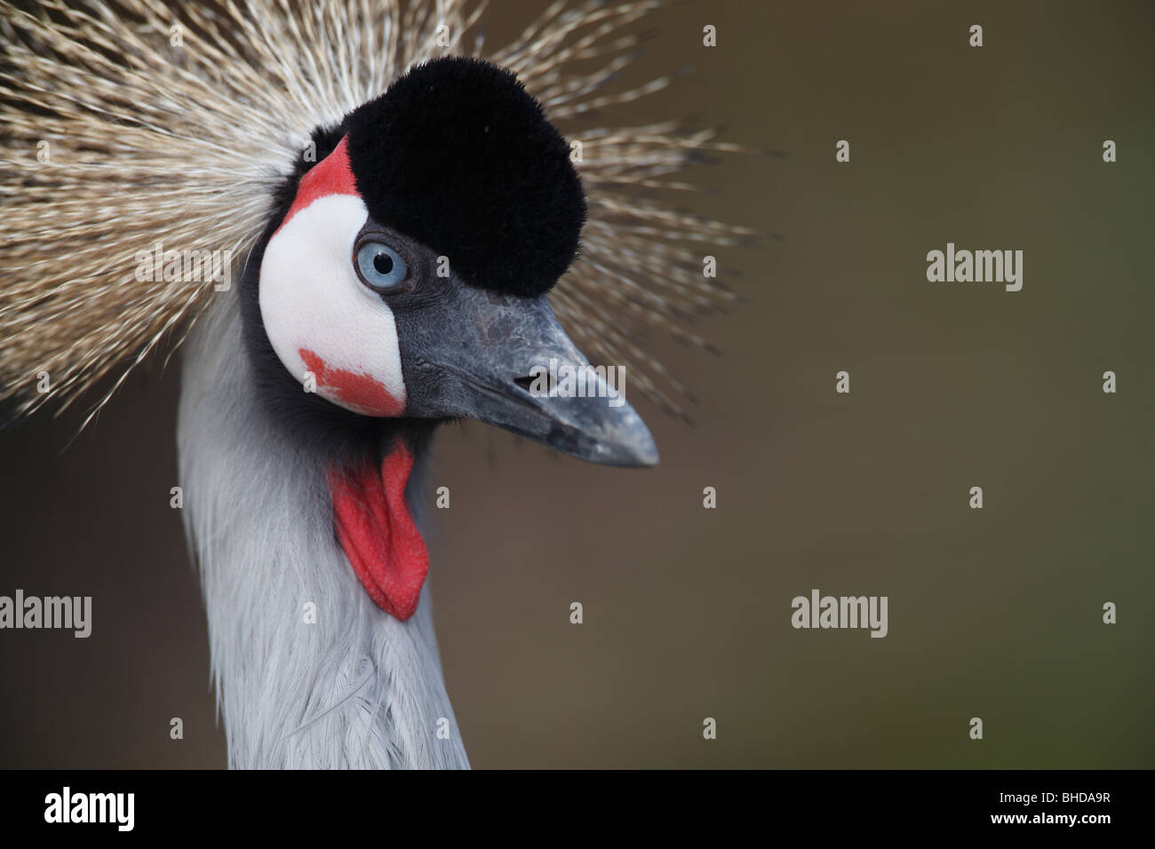 Portrait of an East African Crowned Grey Crane Stock Photo