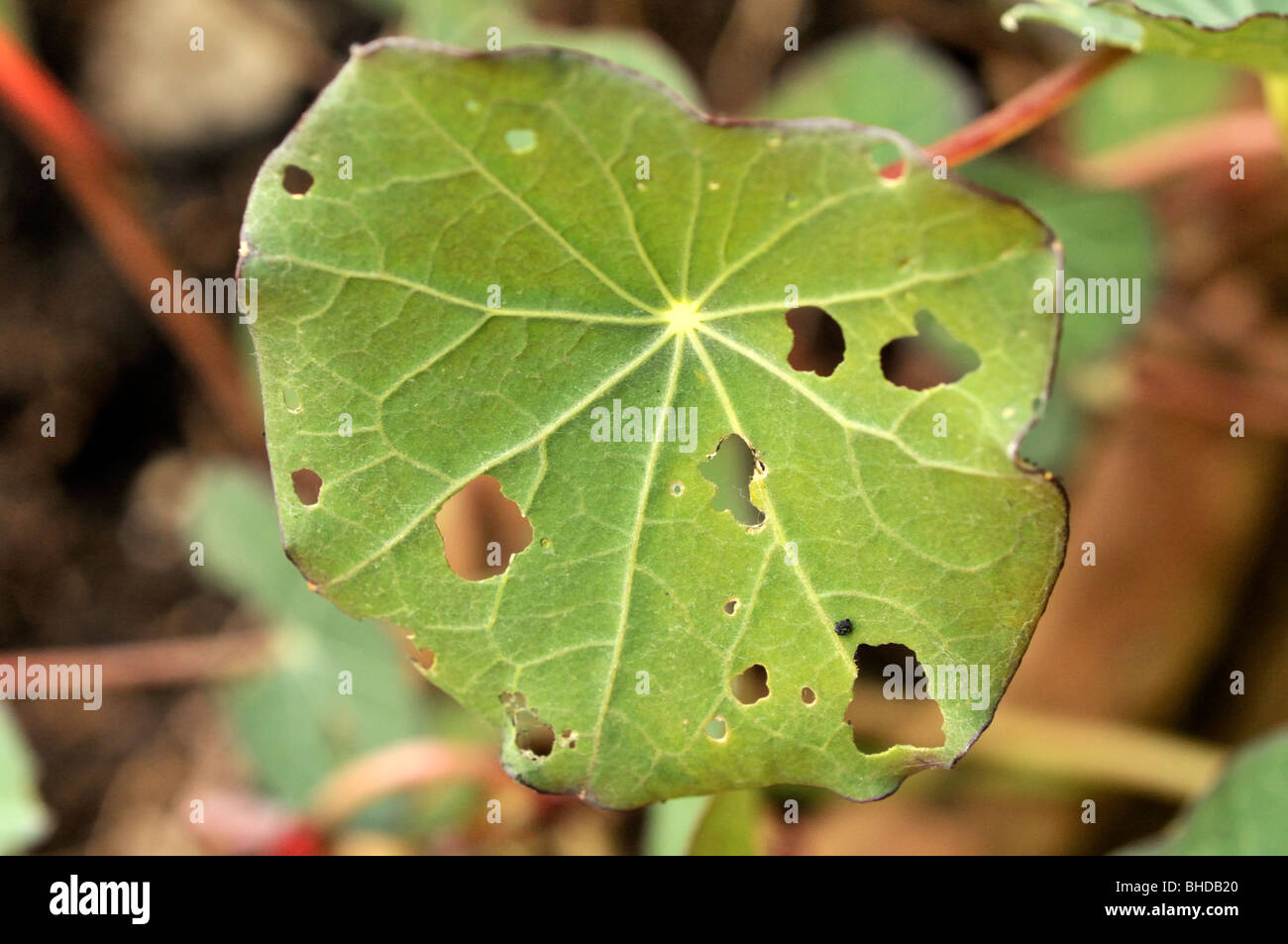 Nasturtium 'Empress of India' leaf eaten by white cabbage butterfly caterpillars. Stock Photo