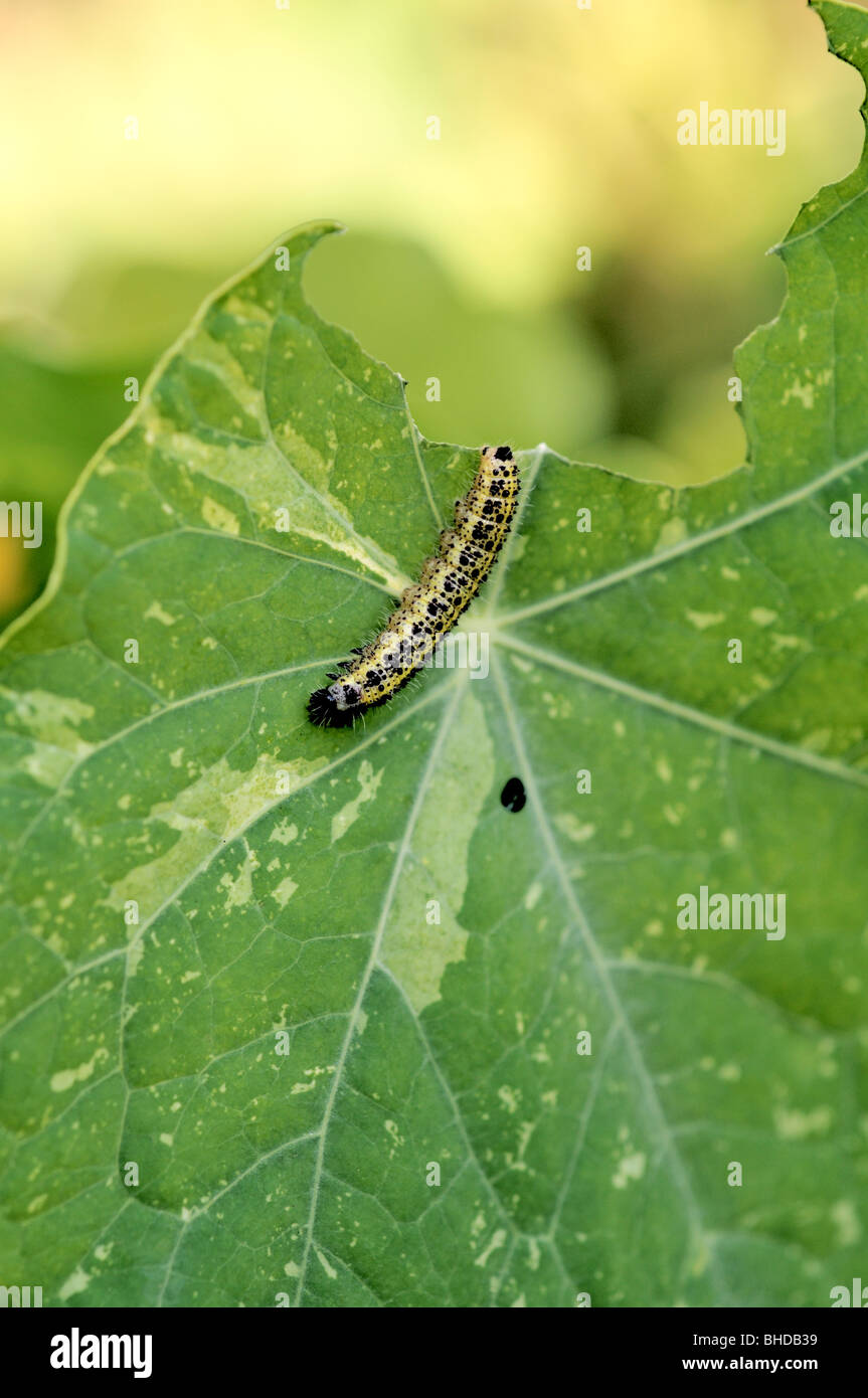 White cabbage butterfly caterpillars on Nasturtium 'Out of Africa' Stock Photo