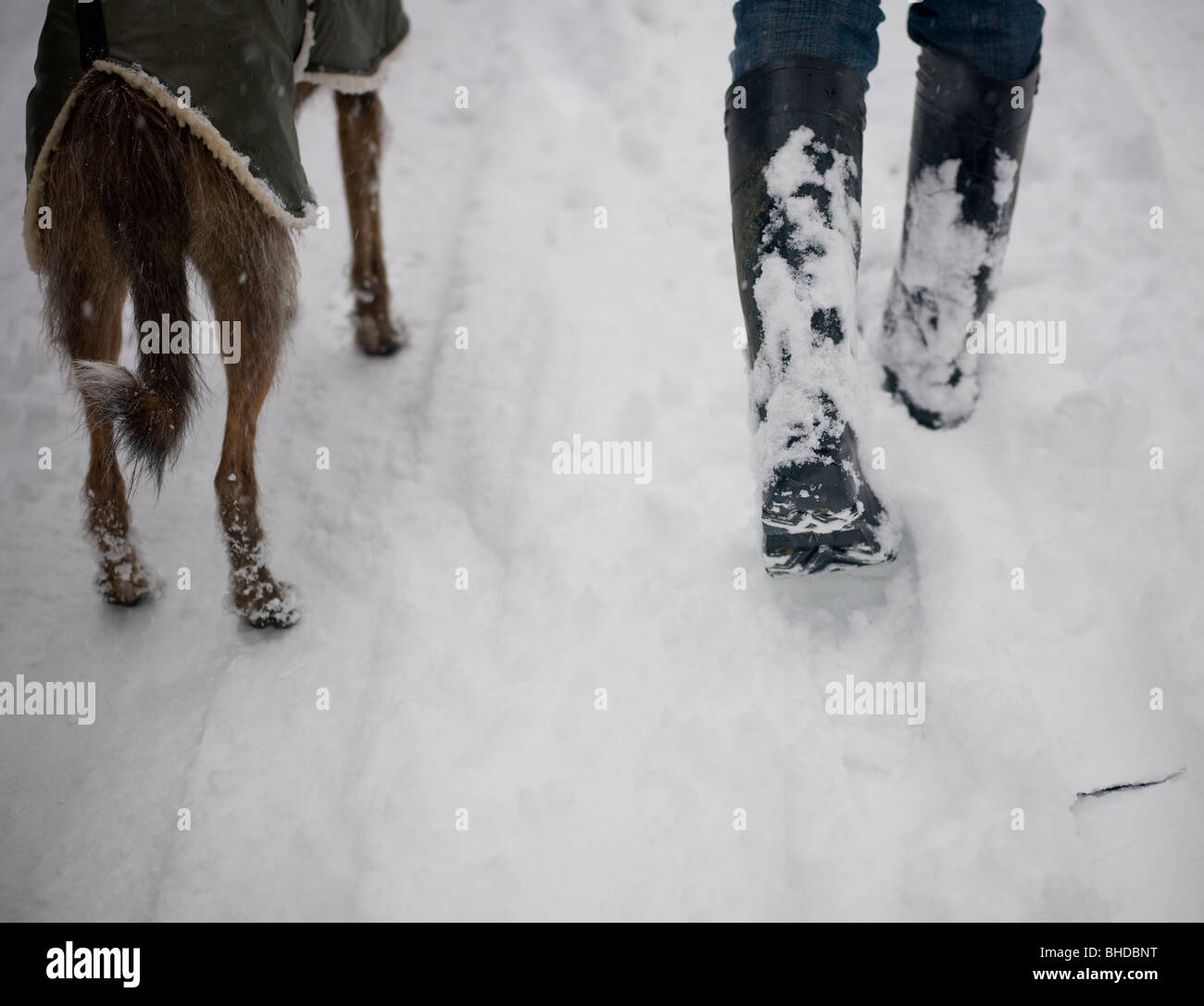 rear view of dog with coat and walker wearing wellington boots walking