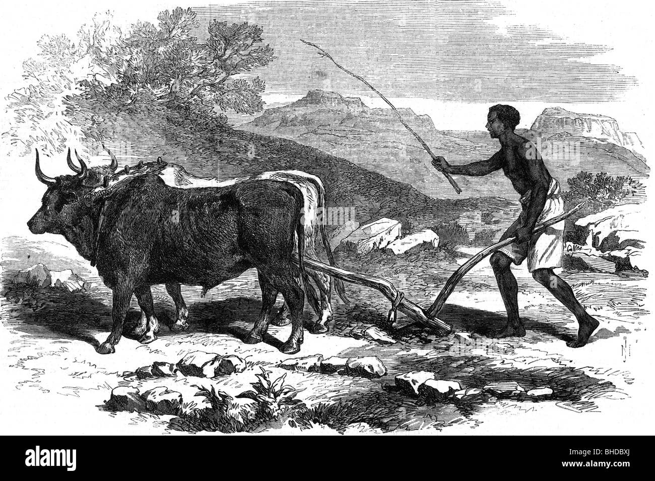 agriculture, African ploughing, copper engraving, 1868 Stock Photo