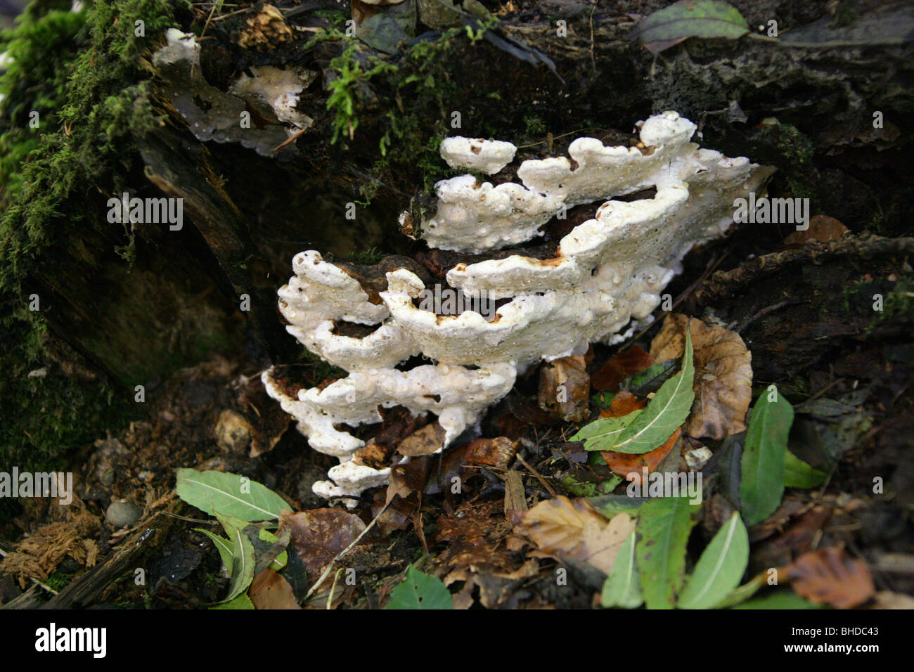 Bracket Fungus in Beech Wood, Root Fomes, Heterobasidion annosum (Fomes annosus), Polyporaceae Stock Photo