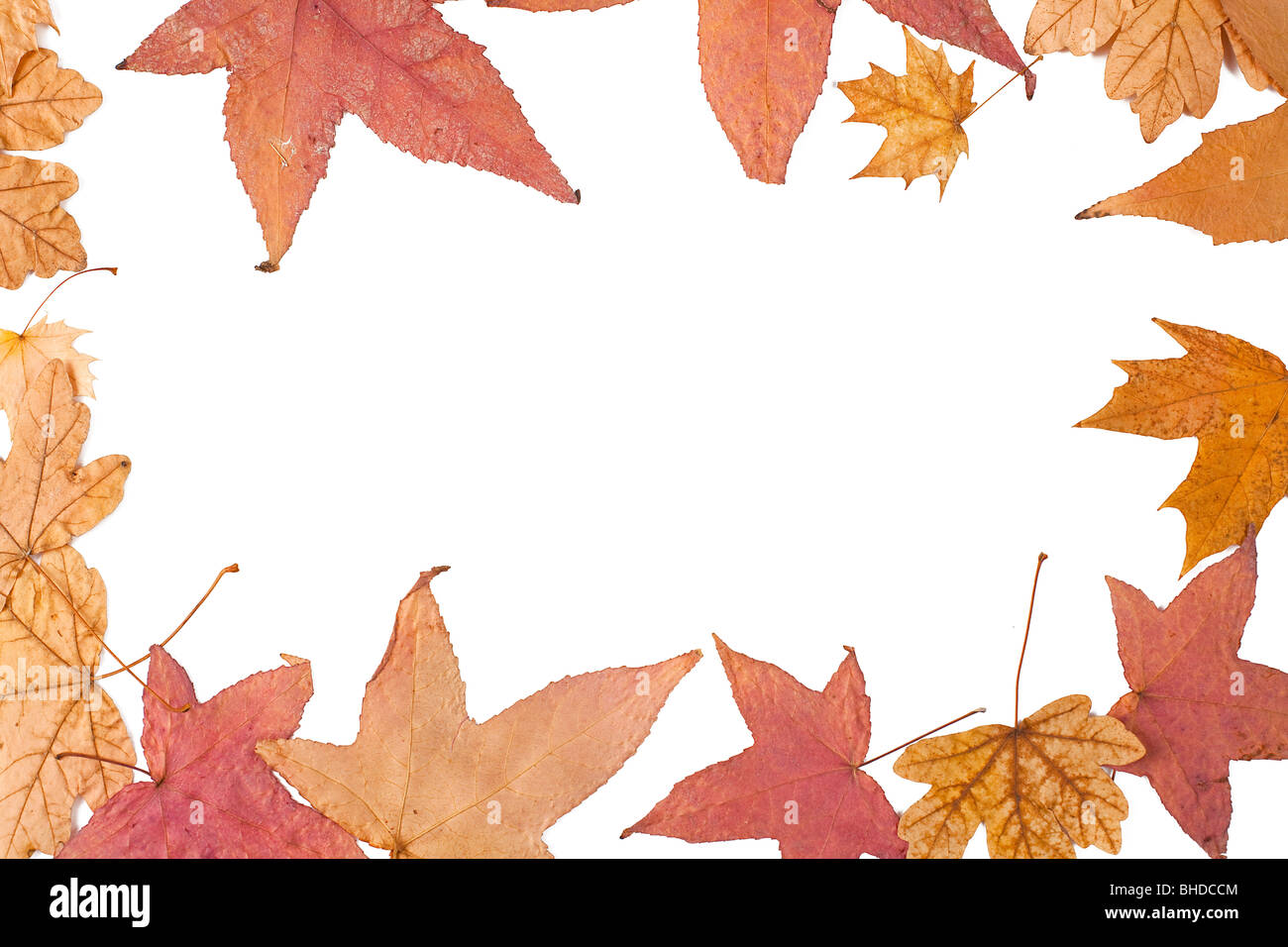 autumn leaves isolated on white background Stock Photo - Alamy