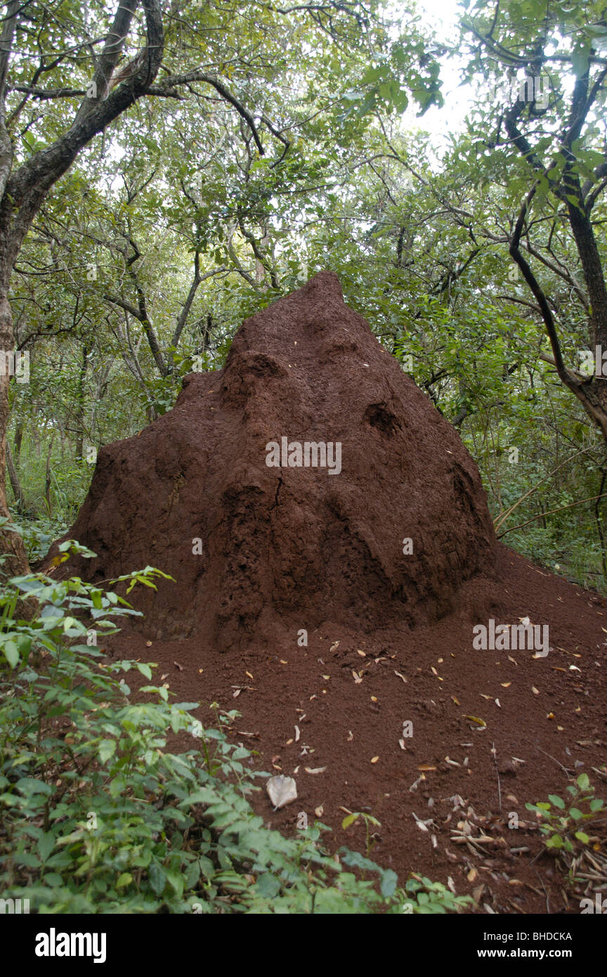 A giant Ugandan anthill Stock Photo