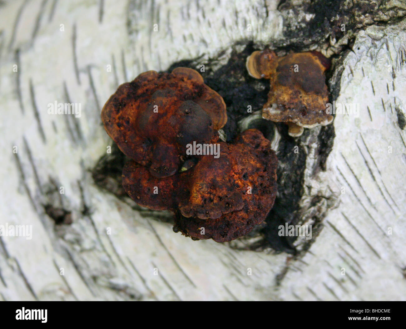 Blushing Bracket Fungus, Daedaleopsis confragosa, Polyporaceae Stock Photo