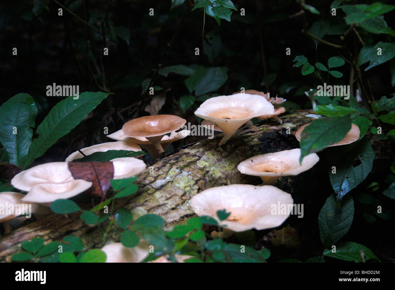 ONLY dam stickad ONLSAGA - Fungi