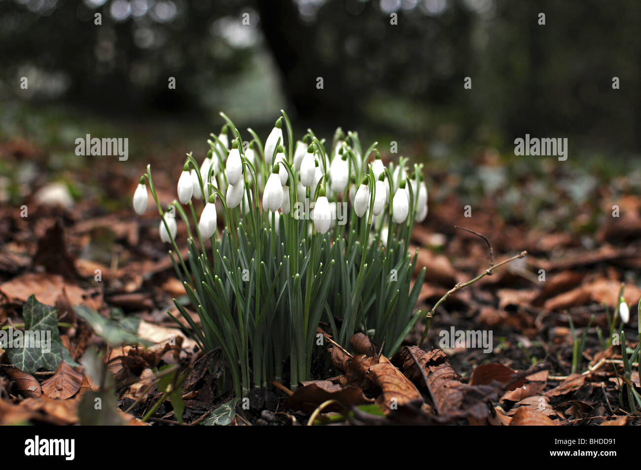 Spring Snowdrops surrounded by Autumn leaves Stock Photo