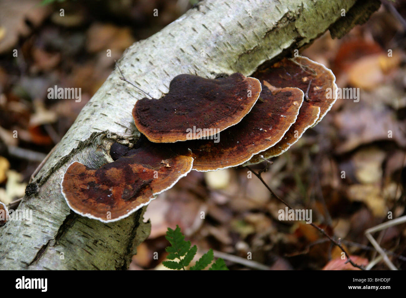 Blushing Bracket Fungus, Daedaleopsis confragosa, Polyporaceae, on Dead Birch Tree Stock Photo