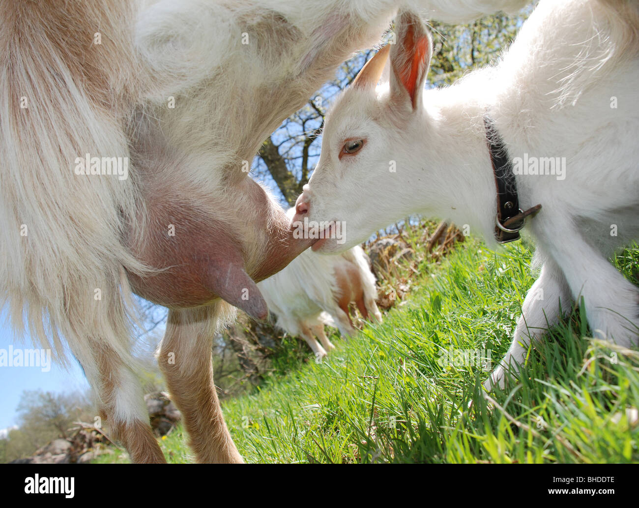 Goat feed her kid Stock Photo Alamy