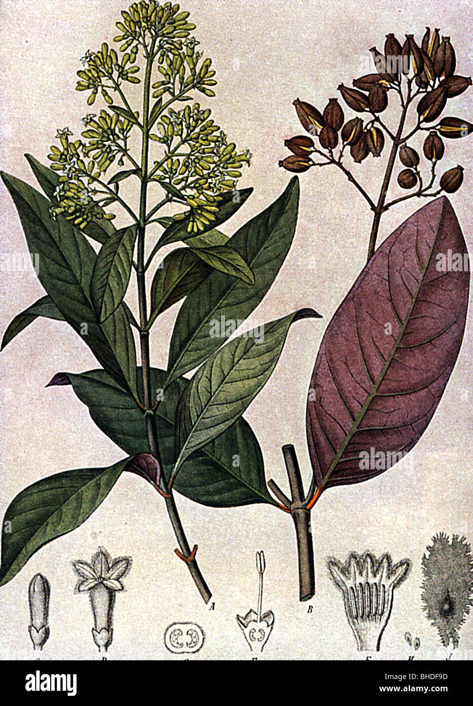 medicine, homeopathy, Cinchona succirubra, leaves and blossoms of Cinchona, coloured illustration, homoeopathy, historic, historical, leaf, naturopathy, blossom, botany, Stock Photo