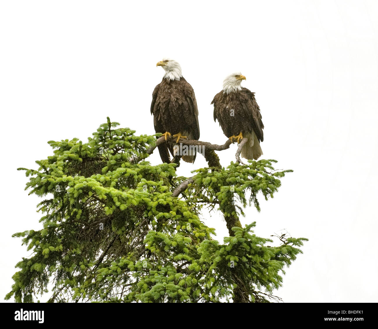 Two bald eagles look for their next meal outside Juneau, Alaska Stock Photo