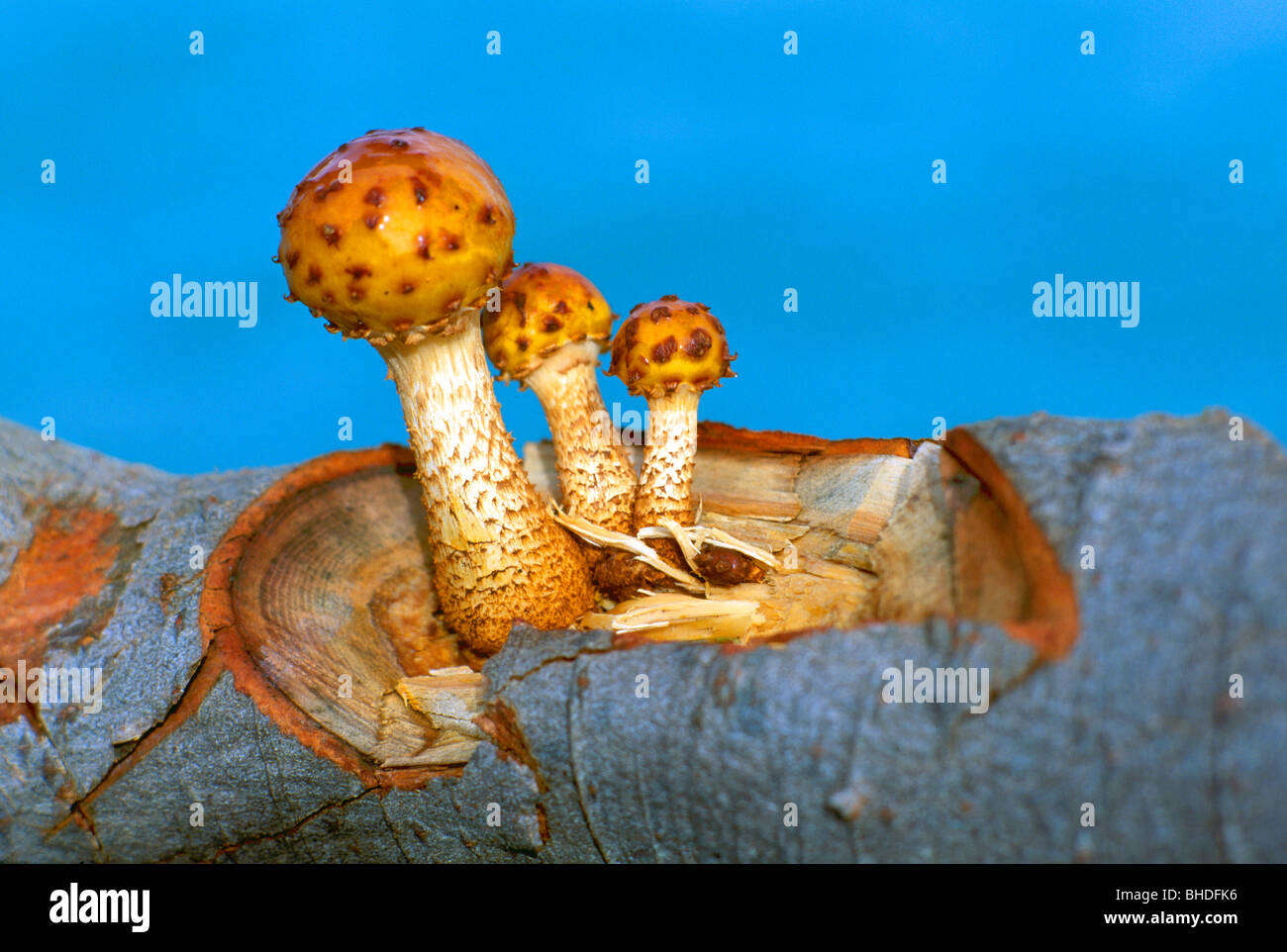 Mushroom / Mushrooms - Fat Pholiota (Pholiota adiposa) Fungi / Fungus growing on Log - Edible Wild Toadstool / Toadstools Stock Photo