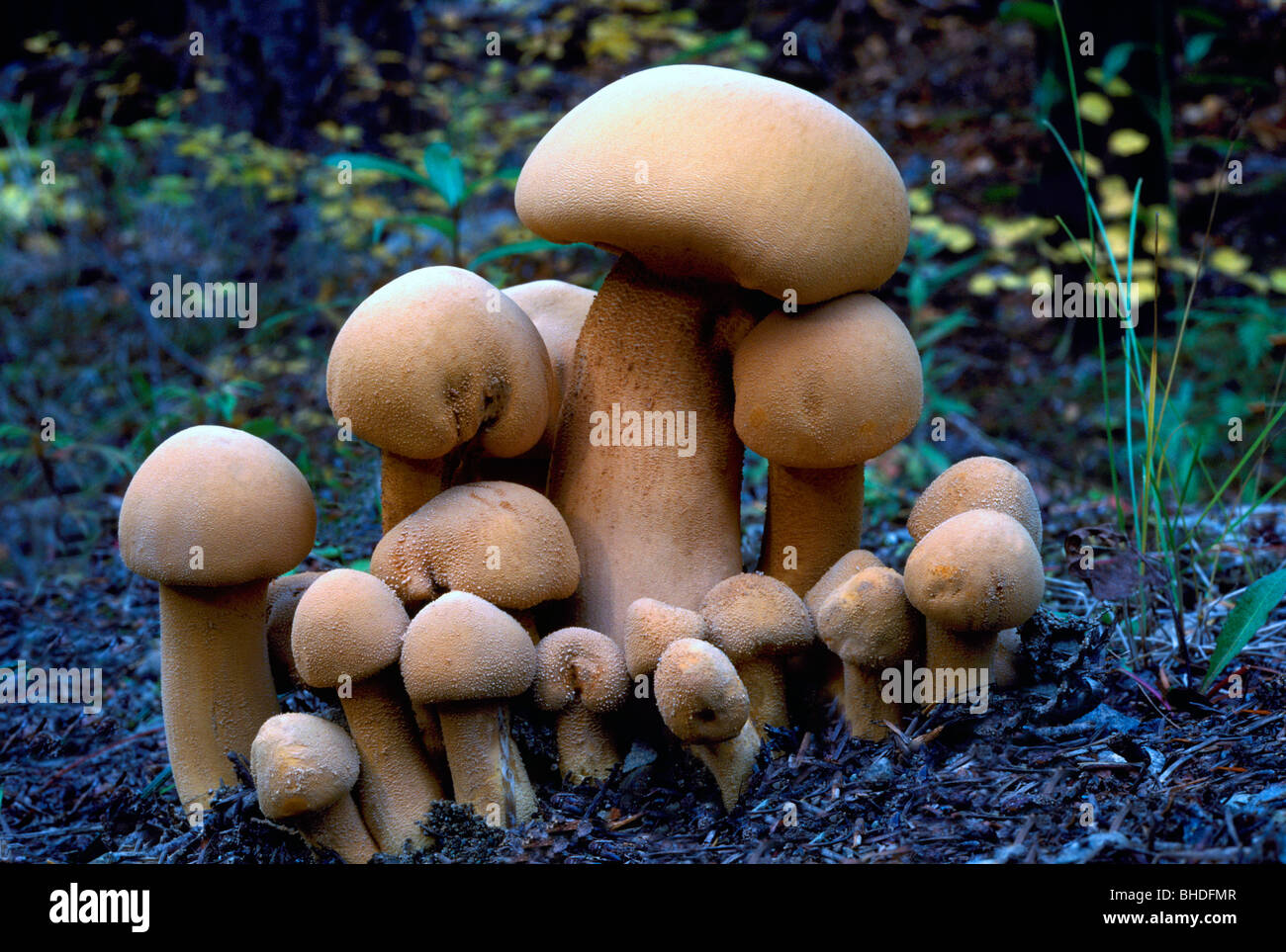Mushroom / Mushrooms - Fungi / Fungus growing in Ground - Wild Toadstool / Toadstools Stock Photo
