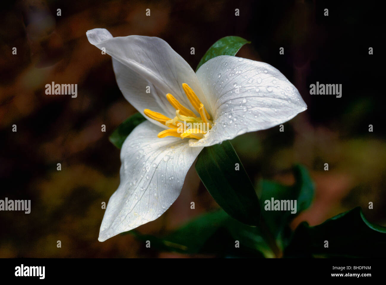 White Trillium (Trillium ovatum) in bloom, Wild Flowers / Wildflowers blooming, BC, British Columbia, Canada - Morning Dew Drops Stock Photo