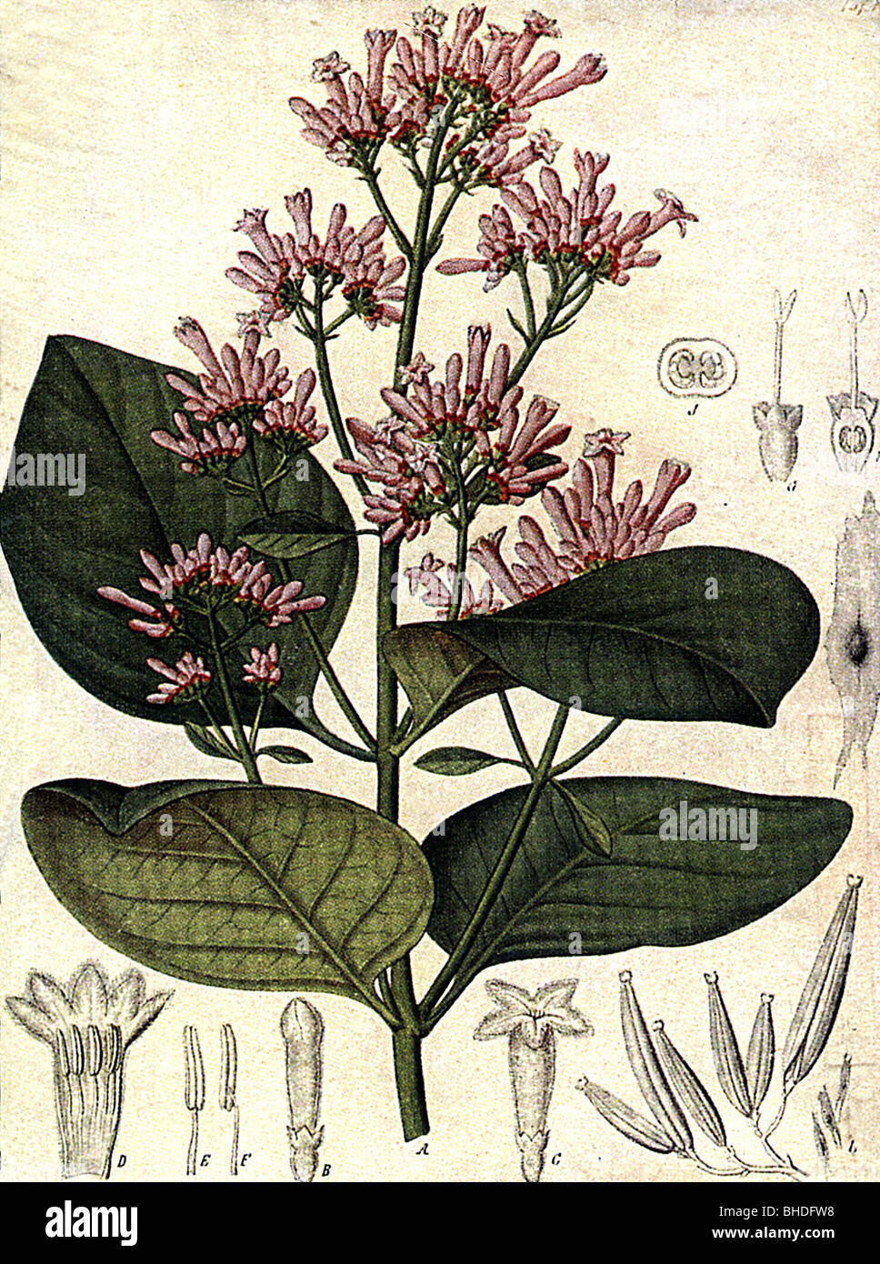 medicine, homeopathy, Cinchona succirubra, leaves and blossoms of Cinchona, coloured illustration, homoeopathy, historic, historical, leaf, naturopathy, blossom, botany, Stock Photo