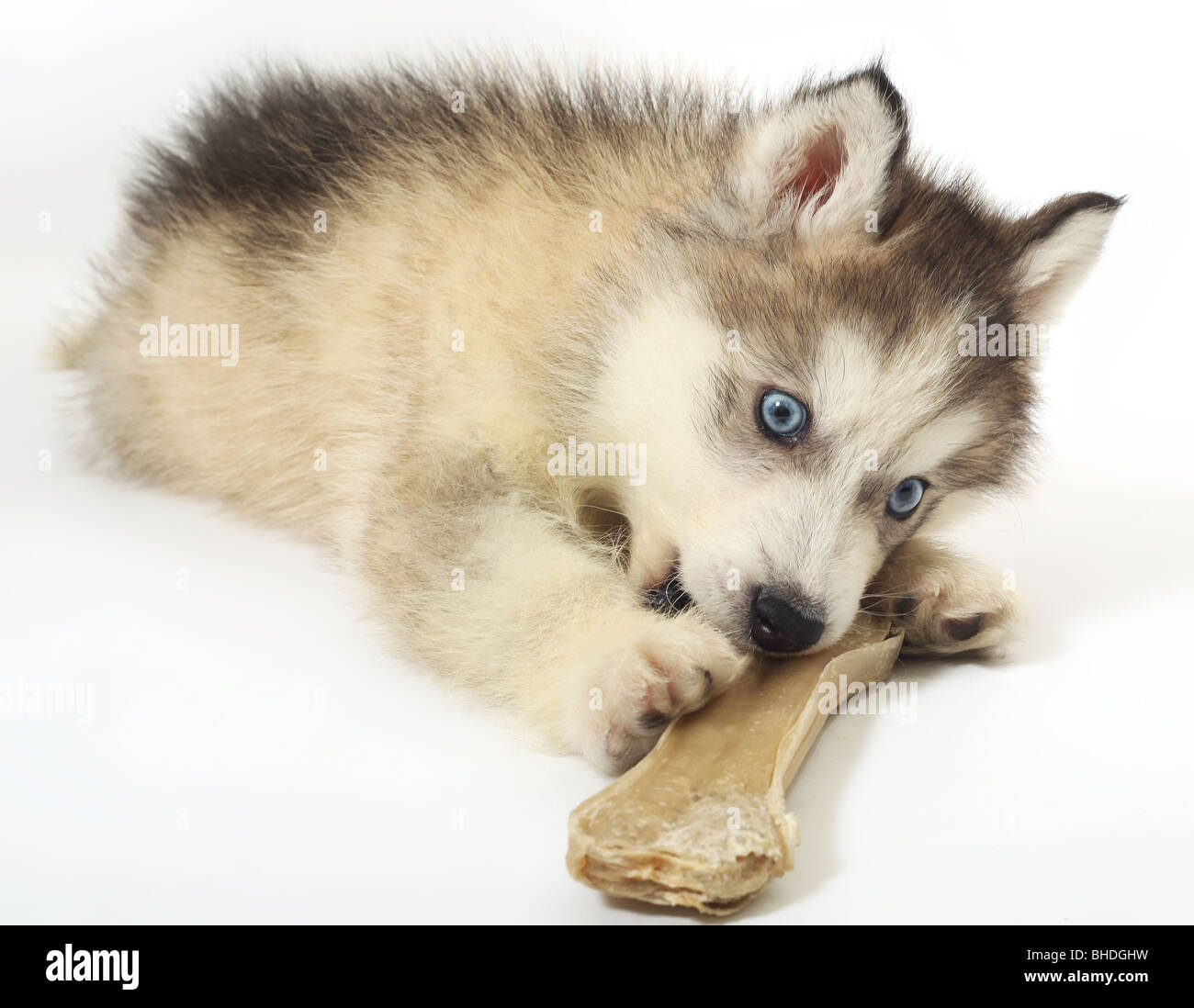 baby Siberian Husky 4 Stock Photo - Alamy