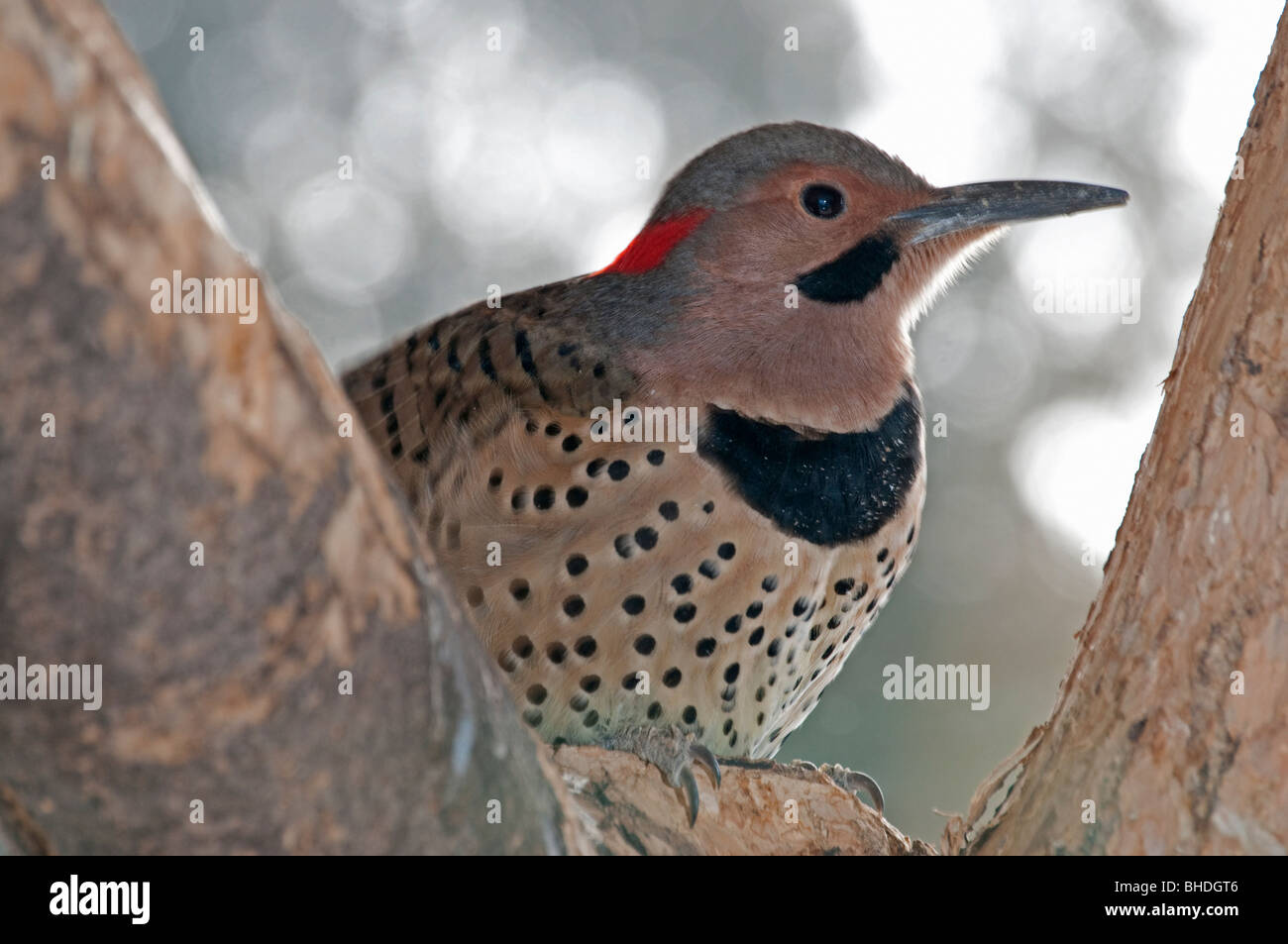 A Northern Flicker Stock Photo