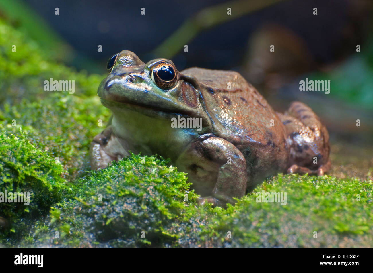 Close-up of a Green Frog Stock Photo