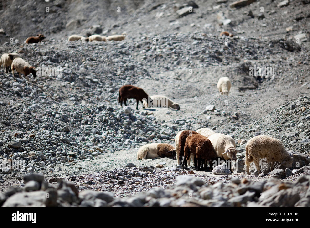 Herd of sheep in the alpine Bernese Alps, Suisse, Europe Stock Photo ...